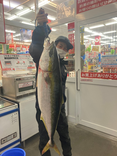 ブリの釣果