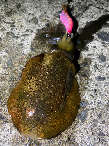 アオリイカの釣果