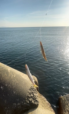 カマスの釣果