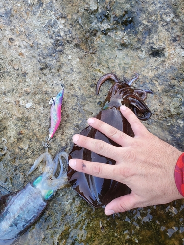 アオリイカの釣果