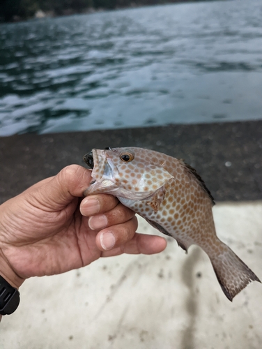 オオモンハタの釣果