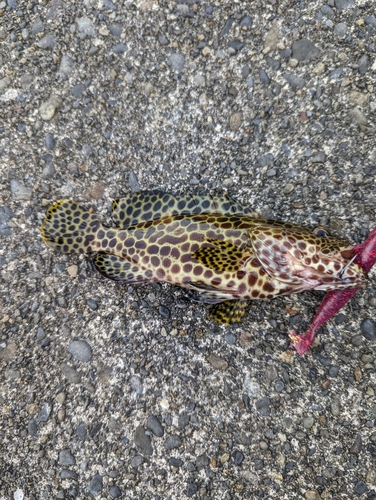 オオモンハタの釣果