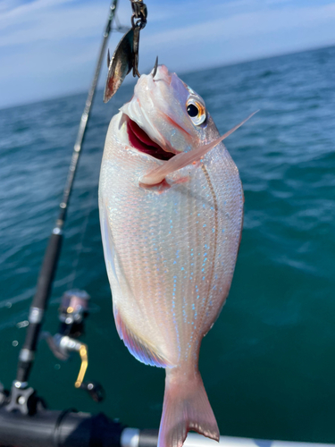 チャリコの釣果