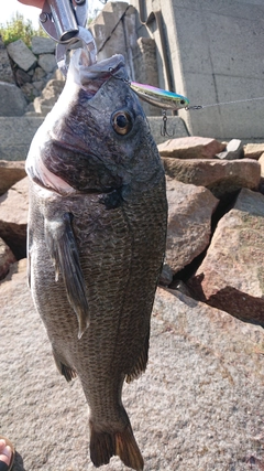 チヌの釣果