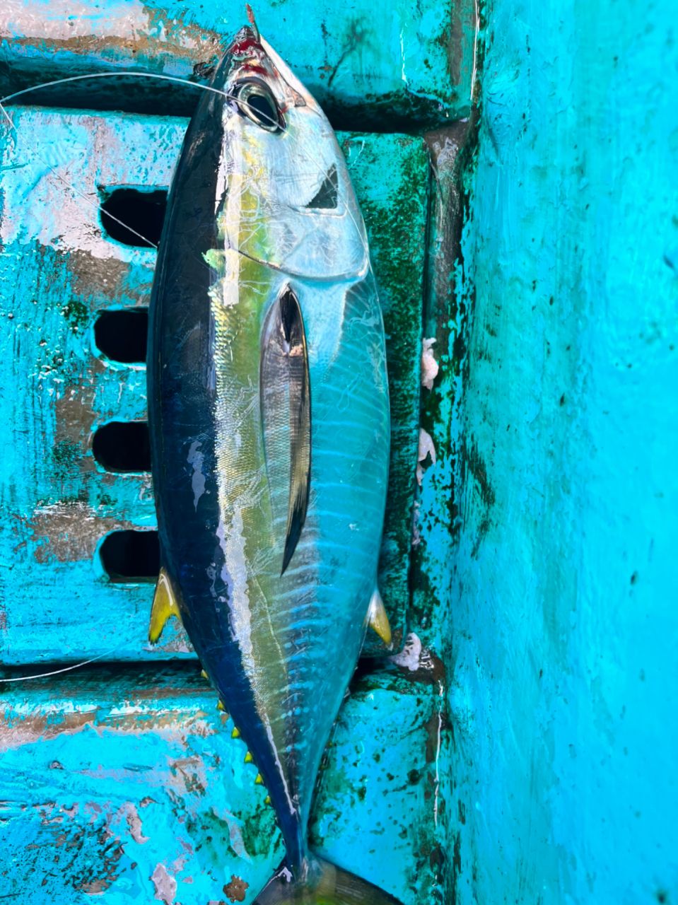 とんぺえさんの釣果 1枚目の画像