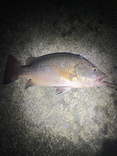 ゴマフエダイの釣果