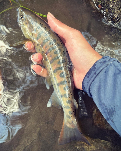 ヤマメの釣果