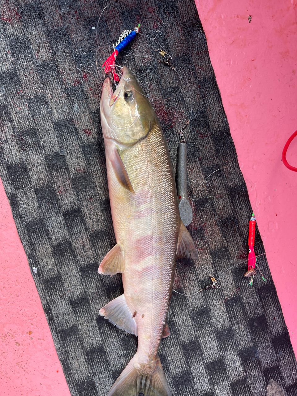 釣り馬鹿オヤジさんの釣果 1枚目の画像