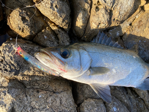 釣果