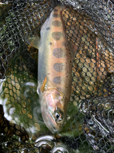 ヤマメの釣果