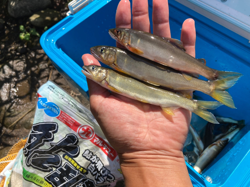 アユの釣果