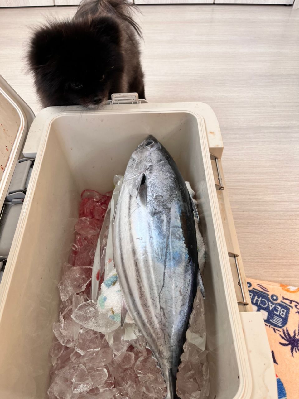 とんぺえさんの釣果 1枚目の画像