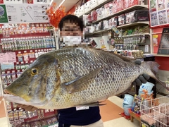 ハマフエフキダイの釣果