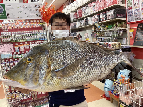 ハマフエフキダイの釣果