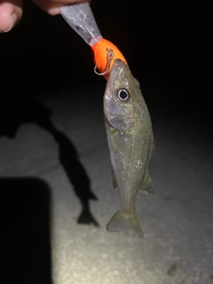 セイゴ（マルスズキ）の釣果