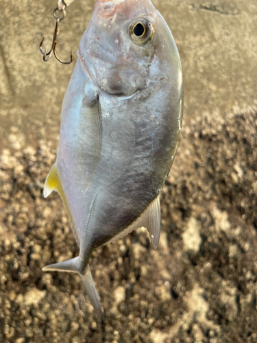 メッキの釣果