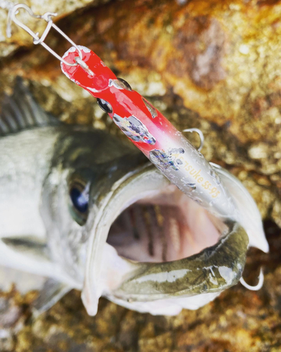 ヒラスズキの釣果