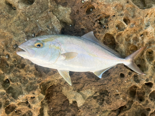 カンパチの釣果