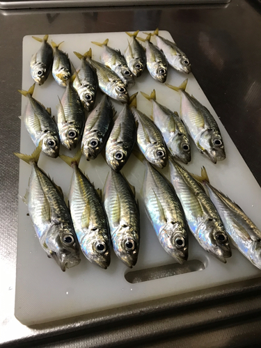 アジの釣果