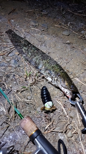 ナマズの釣果