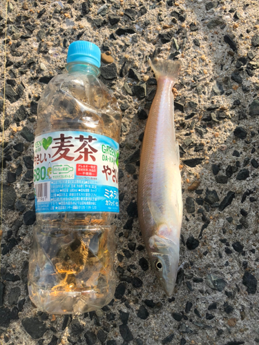 釣果