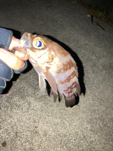 メバルの釣果