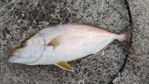 ショゴの釣果