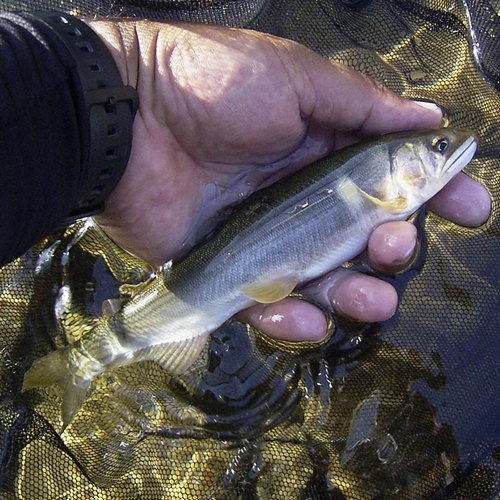 アユの釣果