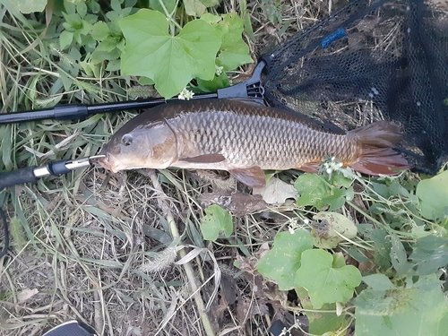 コイの釣果