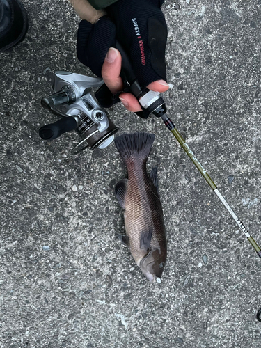 カンダイの釣果