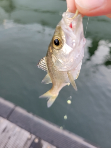 セイゴ（タイリクスズキ）の釣果