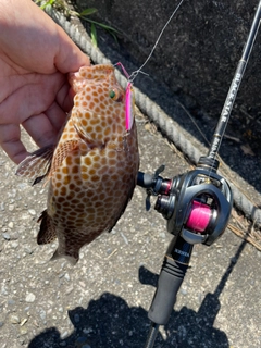 オオモンハタの釣果