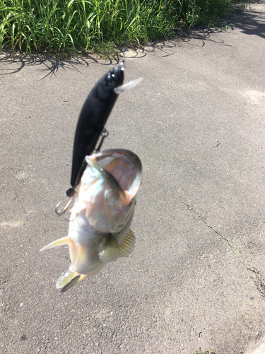 ブラックバスの釣果