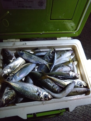 アオアジの釣果