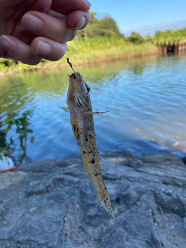 ハゼの釣果