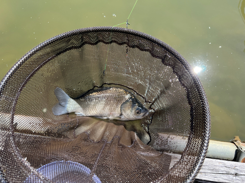 ヘラブナの釣果