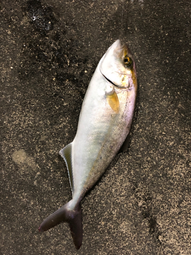 ショゴの釣果