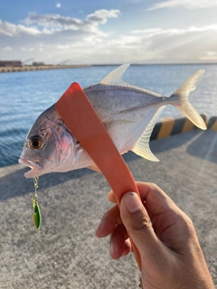 メッキの釣果