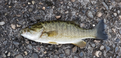 スモールマウスバスの釣果