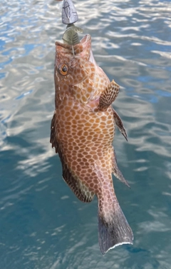 オオモンハタの釣果