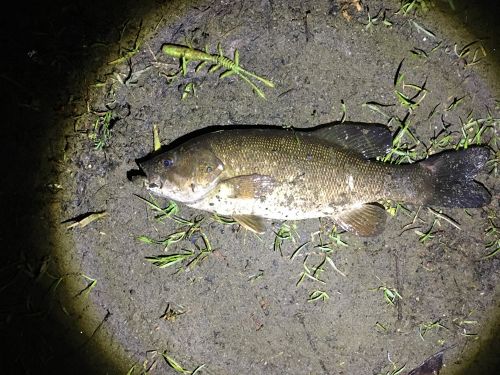 スモールマウスバスの釣果