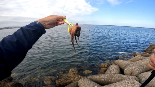 タコの釣果