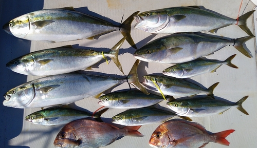 マダイの釣果