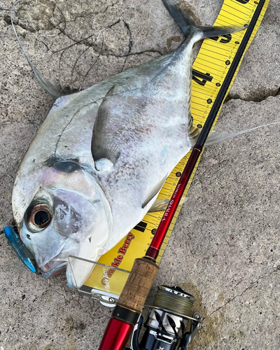 イトヒキアジの釣果