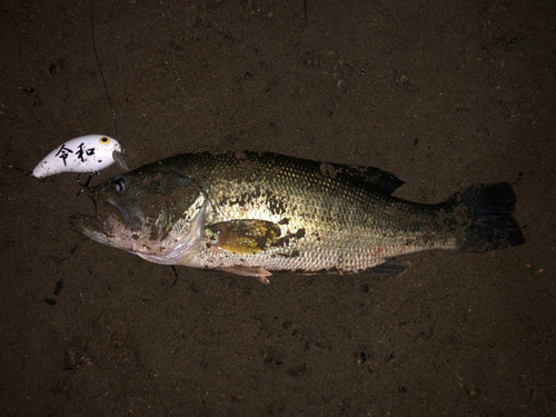 ラージマウスバスの釣果