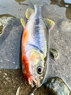 カワムツの釣果