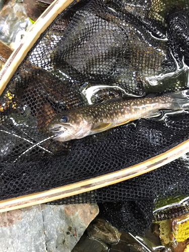 イワナの釣果