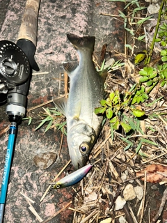 セイゴ（ヒラスズキ）の釣果