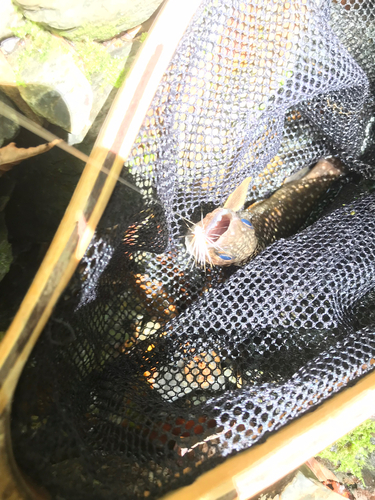 イワナの釣果