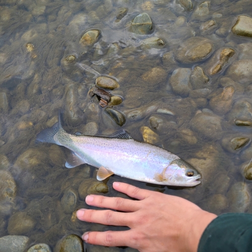 ニジマスの釣果